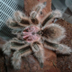Illustration for article titled When Tarantulas Shoot Barbed Hair Into Your Eyes